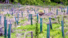 Offsetting schemes often involve conserving, restoring or creating habitats like woodland, which sequester carbon